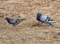 Rock Pigeons 4237
